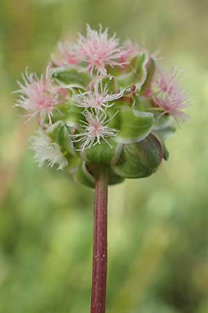 Sanguisorba minor subsp. balearica \ H�ckerfr�chtiger Wiesenknopf / Small Burnet, D Biebesheim 12.5.2018