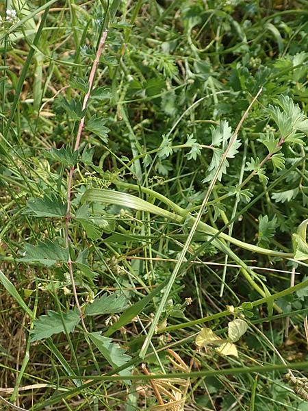 Sanguisorba minor subsp. balearica \ H�ckerfr�chtiger Wiesenknopf / Small Burnet, D Biebesheim 12.5.2018