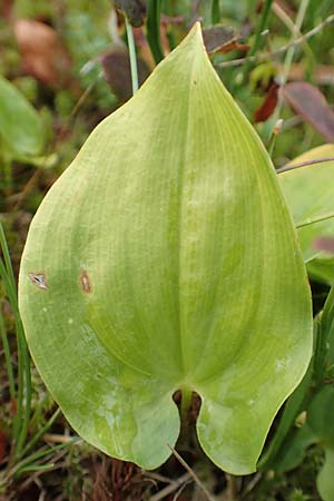 Maianthemum bifolium \ Schattenbl�mchen / May Lily, False Lily of the Valley, D Harz, Sonnenberg 24.8.2018