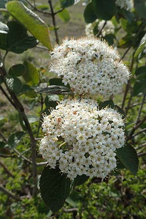 Viburnum lantana \ Wolliger Schneeball / Wayfaring Tree, D Eching 2.5.2019