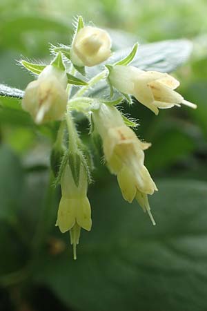 Symphytum bulbosum \ Knollen-Beinwell, Kleinbl�tiger Beinwell / Bulbous Comfrey, D Mannheim 13.4.2020