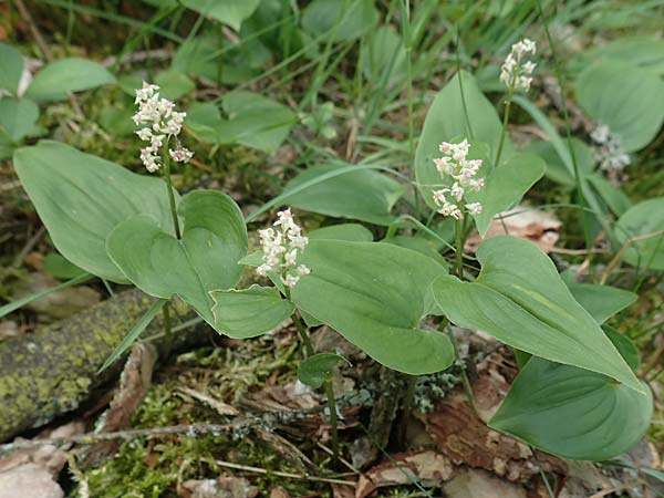 Maianthemum bifolium \ Schattenbl�mchen / May Lily, False Lily of the Valley, D Attendorn-Albringhausen 12.6.2020