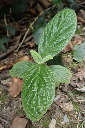 Viburnum rhytidophyllum \ Runzelbl&auml;ttriger Schneeball / Wrinkled Viburnum, D Aachen 27.7.2020