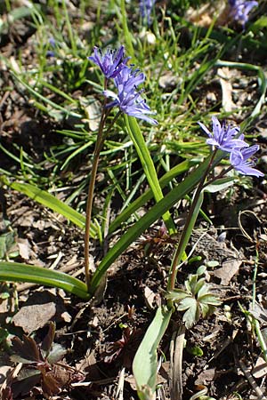 Scilla bifolia \ Zweibl�ttriger Blaustern / Alpine Squill, D Ludwigshafen 24.3.2021