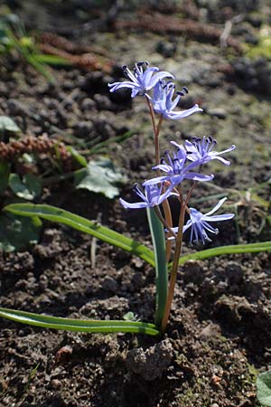 Scilla bifolia, Zweibl&auml;ttriger Blaustern