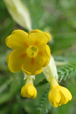 Primula veris \ Fr�hlings-Schl�sselblume, Wiesen-Schl�sselblume / Cow's-Lip, D Weinheim an der Bergstra&szlig;e 18.4.2021