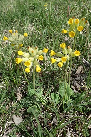 Primula veris \ Fr�hlings-Schl�sselblume, Wiesen-Schl�sselblume / Cow's-Lip, D Neuleiningen 22.4.2021