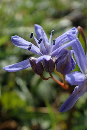 Scilla bifolia \ Zweibl�ttriger Blaustern / Alpine Squill, D Ludwigshafen 1.3.2022