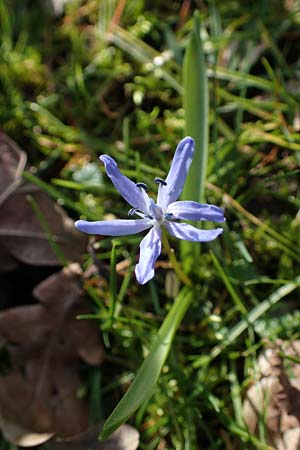 Scilla bifolia \ Zweibl�ttriger Blaustern / Alpine Squill, D Ludwigshafen 1.3.2022