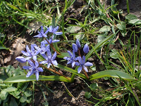 Scilla bifolia \ Zweibl�ttriger Blaustern / Alpine Squill, D Ludwigshafen 1.3.2022