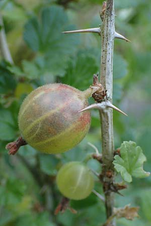 Ribes uva-crispa \ Stachelbeere / Gooseberry, D Hatzenport 19.6.2022