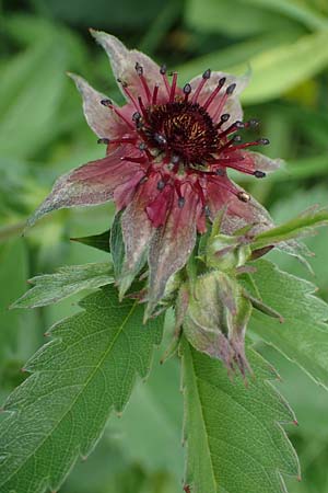 Potentilla palustris \ Sumpf-Blutauge / Marsh Cinquefoil, D Rh&ouml;n, Schwarzes Moor 20.6.2023