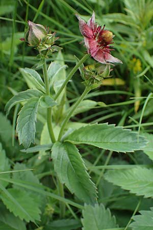Potentilla palustris \ Sumpf-Blutauge / Marsh Cinquefoil, D Rh&ouml;n, Schwarzes Moor 20.6.2023