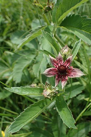 Potentilla palustris \ Sumpf-Blutauge / Marsh Cinquefoil, D Rh&ouml;n, Schwarzes Moor 20.6.2023