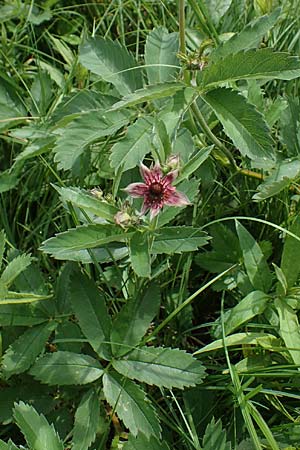 Potentilla palustris \ Sumpf-Blutauge / Marsh Cinquefoil, D Rh&ouml;n, Schwarzes Moor 20.6.2023