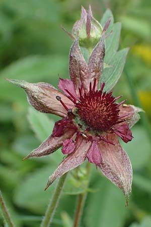 Potentilla palustris \ Sumpf-Blutauge / Marsh Cinquefoil, D Rh&ouml;n, Schwarzes Moor 20.6.2023