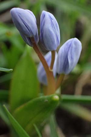 Scilla bifolia \ Zweibl�ttriger Blaustern / Alpine Squill, D Ludwigshafen 20.2.2024