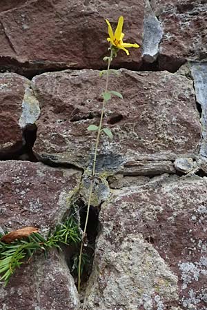 Helianthus annuus \ Sonnenblume / Sunflower, D Dilsberg 5.9.2025