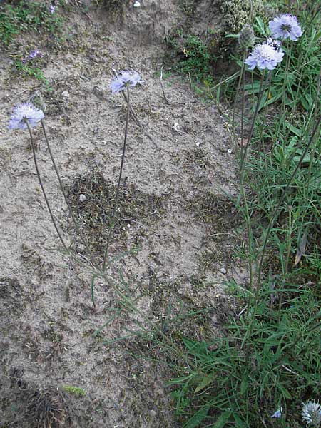 Scabiosa canescens \ Graue Skabiose, Duft-Skabiose / Fragrant Scabious, D Schwetzingen 4.9.2006