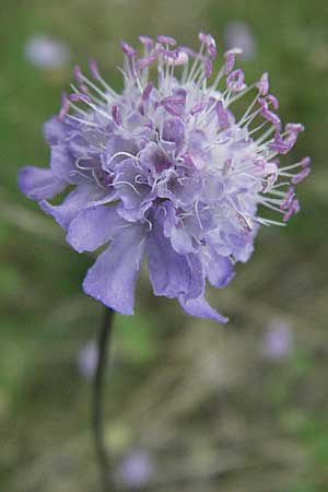 Scabiosa canescens \ Graue Skabiose, Duft-Skabiose / Fragrant Scabious, D Schwetzingen 4.9.2006