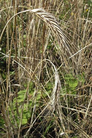 Secale cereale \ Roggen / Rye, D Botan. Gar.  Universit.  Mainz 4.8.2007