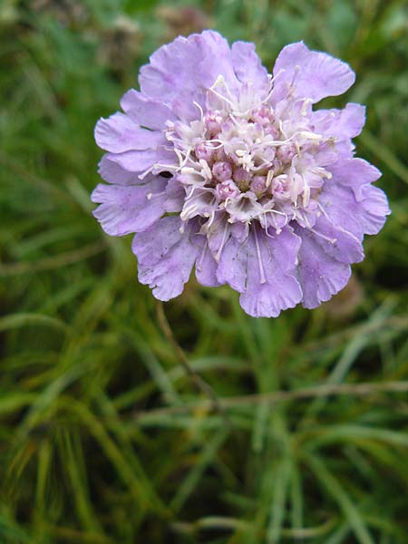 Lomelosia graminifolia \ Grasbl�ttrige Skabiose / Grass-Leaved Scabious, D Botan. Gar.  Universit.  Mainz 13.9.2008