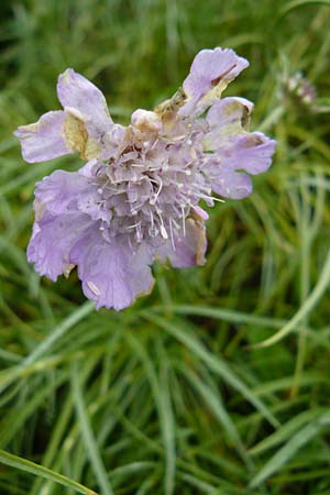 Lomelosia graminifolia \ Grasbl�ttrige Skabiose / Grass-Leaved Scabious, D Botan. Gar.  Universit.  Mainz 13.9.2008