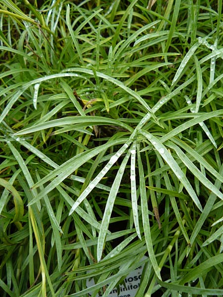 Lomelosia graminifolia \ Grasbl�ttrige Skabiose / Grass-Leaved Scabious, D Botan. Gar.  Universit.  Mainz 13.9.2008