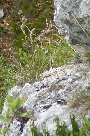 Stipa calamagrostis \ Silber-Raugras, Silber-�hrengras / Rough Feather-Grass, Silver Spike Grass, D Beuron 26.6.2018