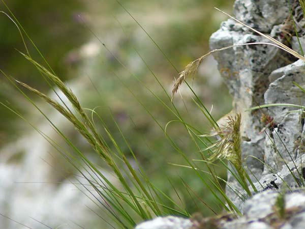 Stipa calamagrostis \ Silber-Raugras, Silber-�hrengras / Rough Feather-Grass, Silver Spike Grass, D Beuron 26.6.2018