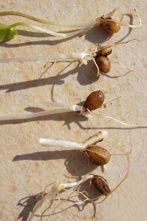 Ficaria verna \ Kn�llchen-Scharbockskraut / Lesser Celandine, D Hemsbach 22.3.2015