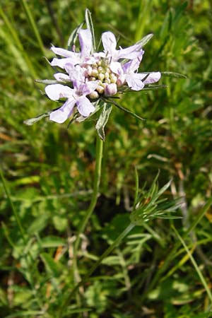 Scabiosa columbaria \ Tauben-Skabiose / Small Scabious, D Limburg 22.5.2015