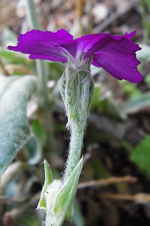 Silene coronaria \ Kronen-Lichtnelke, Kranz-Lichtnelke / Rose Campion, D Gro&szlig;-Gerau 30.6.2015