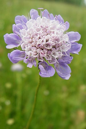 Scabiosa columbaria \ Tauben-Skabiose / Small Scabious, D Grettstadt 18.7.2015