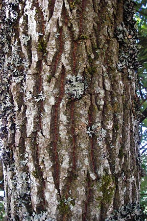 Salix caprea \ Sal-Weide / Goat Willow, D Schwarzwald/Black-Forest, Hornisgrinde 5.8.2015