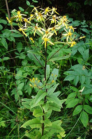 Senecio hercynicus x ovatus \ Greiskraut-Hybride / Hybrid Woundwort, D Schwarzwald/Black-Forest, Kniebis 5.8.2015
