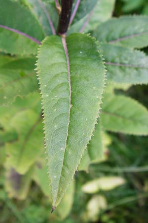 Senecio hercynicus x ovatus \ Greiskraut-Hybride / Hybrid Woundwort, D Schwarzwald/Black-Forest, Kniebis 5.8.2015