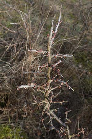 Prunus spinosa \ Schlehe, Schwarzdorn / Sloe, Blackthorn, D Neuleiningen 12.3.2016