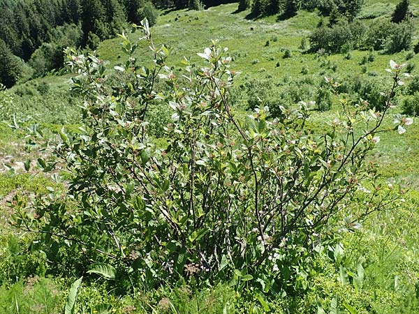 Sorbus aria x chamaemespilus \ Bastard-Zwerg-Mehlbeere, Filzige Zwerg-Mehlbeere / Bastard Dwarf Whitebeam, D Schwarzwald/Black-Forest, Feldberg 10.7.2016