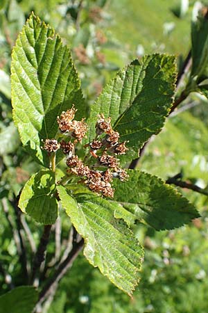 Sorbus aria x chamaemespilus \ Bastard-Zwerg-Mehlbeere, Filzige Zwerg-Mehlbeere / Bastard Dwarf Whitebeam, D Schwarzwald/Black-Forest, Feldberg 10.7.2016