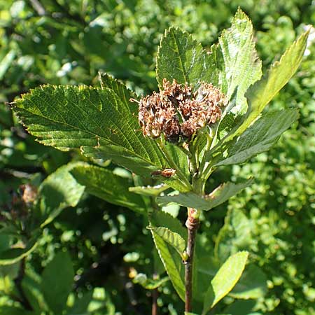 Sorbus aria x chamaemespilus \ Bastard-Zwerg-Mehlbeere, Filzige Zwerg-Mehlbeere / Bastard Dwarf Whitebeam, D Schwarzwald/Black-Forest, Feldberg 10.7.2016