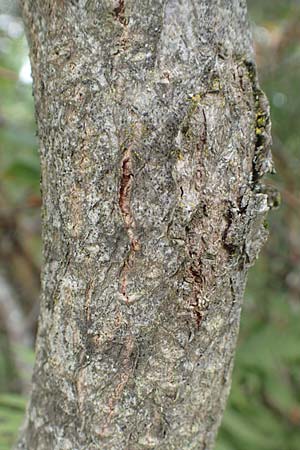 Sorbus aria x chamaemespilus \ Bastard-Zwerg-Mehlbeere, Filzige Zwerg-Mehlbeere / Bastard Dwarf Whitebeam, D Botan. Gar.  Universit.  T&uuml;bingen 3.9.2016