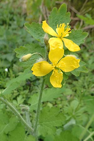 Chelidonium majus \ Gro�es Sch�llkraut / Greater Celandine, D Dormagen-Delhoven 23.4.2017