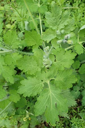 Chelidonium majus \ Gro�es Sch�llkraut / Greater Celandine, D Dormagen-Delhoven 23.4.2017