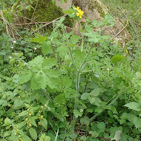 Chelidonium majus \ Gro�es Sch�llkraut / Greater Celandine, D Dormagen-Delhoven 23.4.2017