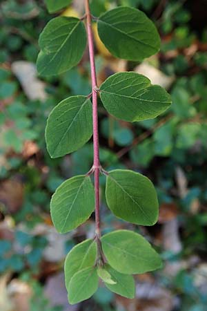 Symphoricarpos x chenaultii \ Bastard-Korallenbeere / Hybrid Coralberry, D Berlin-Charlottenburg 30.10.2017