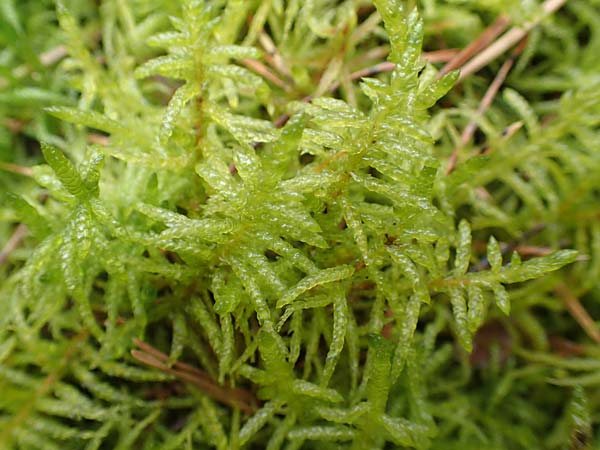Scleropodium purum \ Gemeines Gr�nst�ngelmoos / Feather Moss, D St.  Leon 23.3.2018