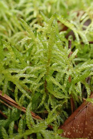 Scleropodium purum \ Gemeines Gr�nst�ngelmoos / Feather Moss, D St.  Leon 23.3.2018