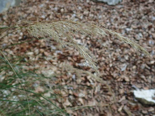 Stipa calamagrostis \ Silber-Raugras, Silber-�hrengras / Rough Feather-Grass, Silver Spike Grass, D Beuron 26.6.2018
