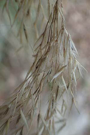 Stipa calamagrostis \ Silber-Raugras, Silber-�hrengras / Rough Feather-Grass, Silver Spike Grass, D Beuron 26.6.2018